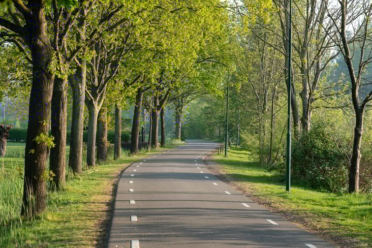 beautiful-shot-road-surrounded-with-green-trees