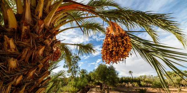 roadtrip maroc palmeraie